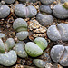 Lithops otzeniana C 128