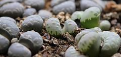 Lithops otzeniana C 128