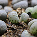 Lithops otzeniana C 128