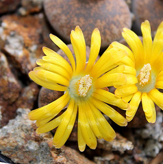 Lithops lesliei lesliei hornii