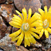 Lithops lesliei lesliei hornii