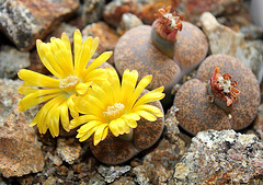 Lithops lesliei hornii-C 364