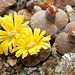 Lithops lesliei hornii-C 364