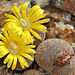 Lithops lesliei lesliei hornii