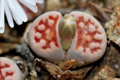 Lithops karasmontana Lateritia