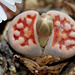 Lithops karasmontana Lateritia