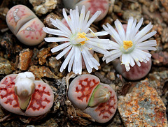 Lithops karasmontana Lateritia