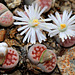 Lithops karasmontana Lateritia