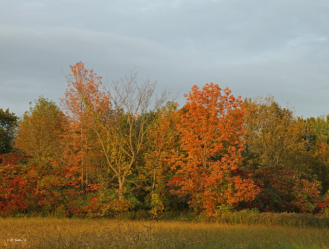 Les arbres se transforment