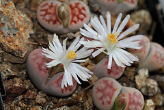 Lithops karasmontana Lateritia