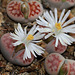 Lithops karasmontana Lateritia