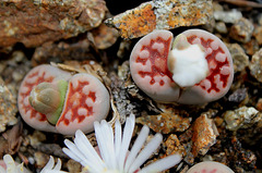 Lithops karasmontana Lateritia