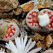 Lithops karasmontana Lateritia