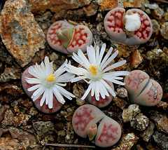 Lithops karasmontana Lateritia