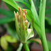 Scadoxus - 21- 09- 11- floraison en bonne voie