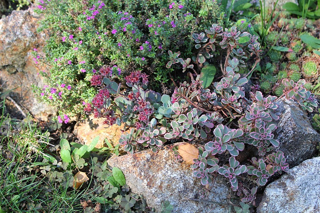 Sedum ( spurium tricolor et cauticolum)