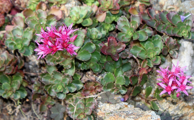 Sedum spurium