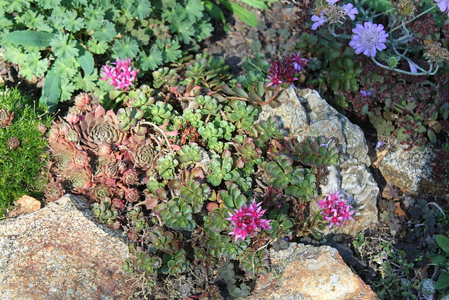 Succulentes de rocaille