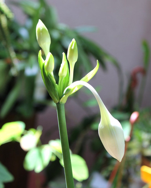 Eucharis