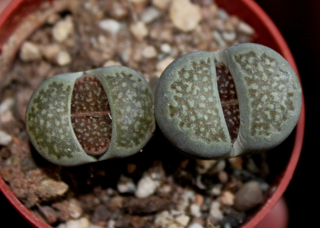 Lithops hallii en début de croissance