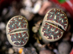 Lithops dorothea