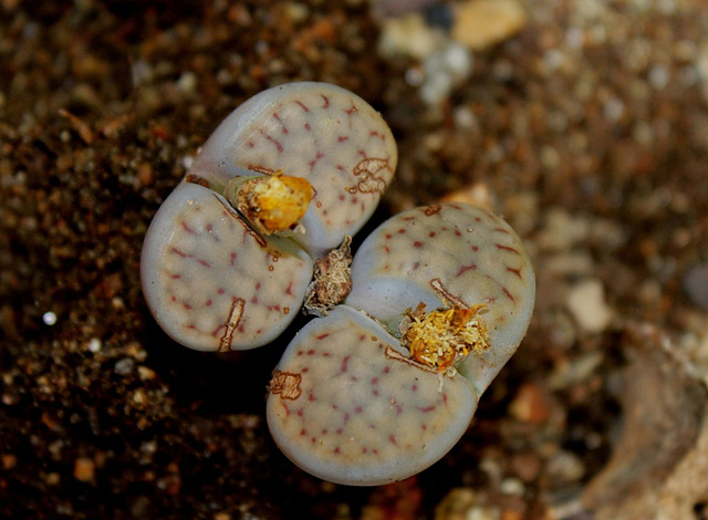 Lithops schwantesii