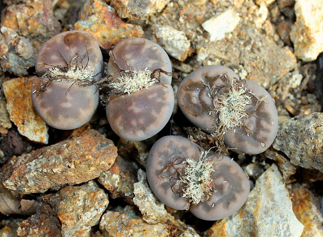 Lithops karasmontana lericheana