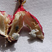 Fruit de passiflora sanguinolenta