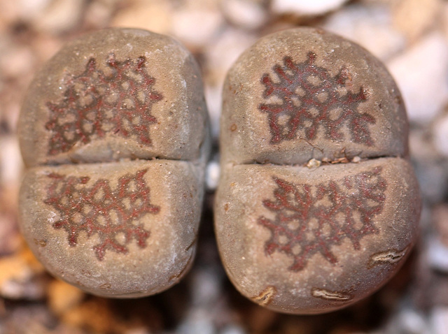 Lithops hallii "Brown Form"