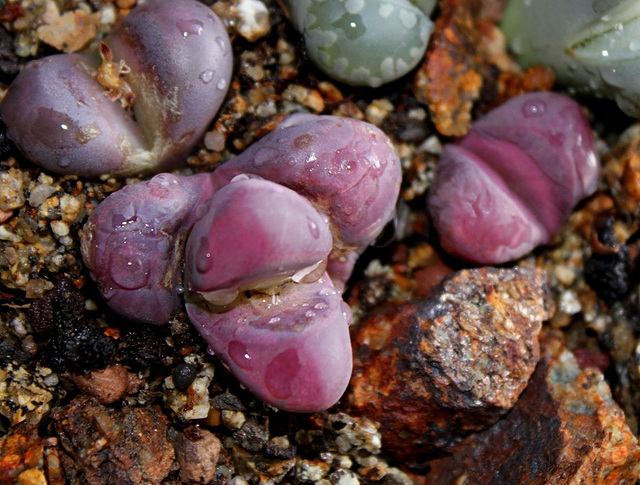 Lithops optica rubra