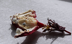 Fruit de passiflora sanguinolenta