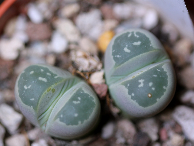 Lithops olivacea