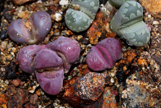 Lithops optica rubra