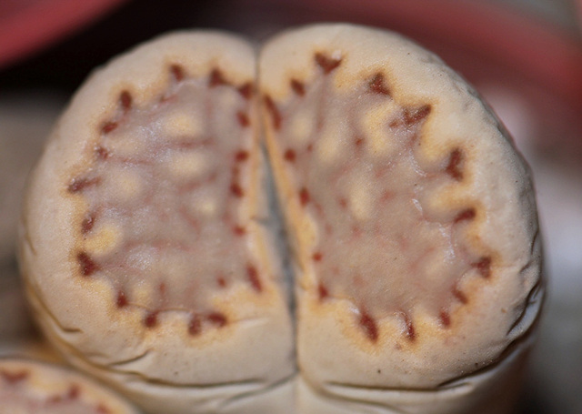 Lithops julii