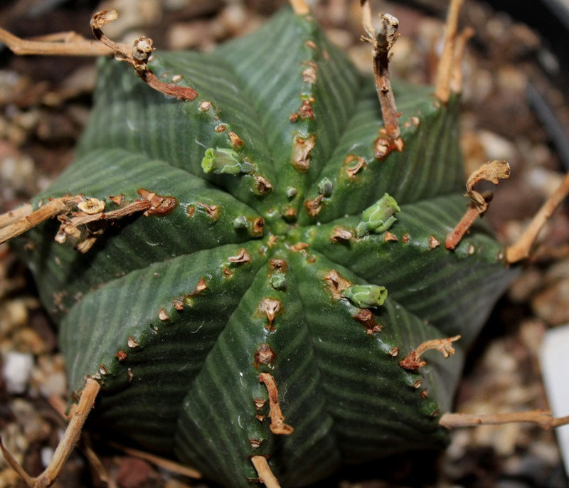 Euphorbia meloformis