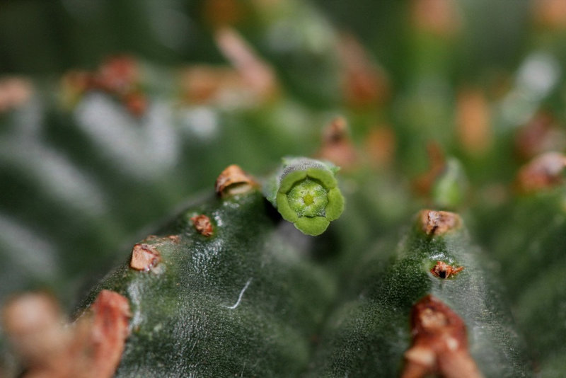Euphorbia meloformis