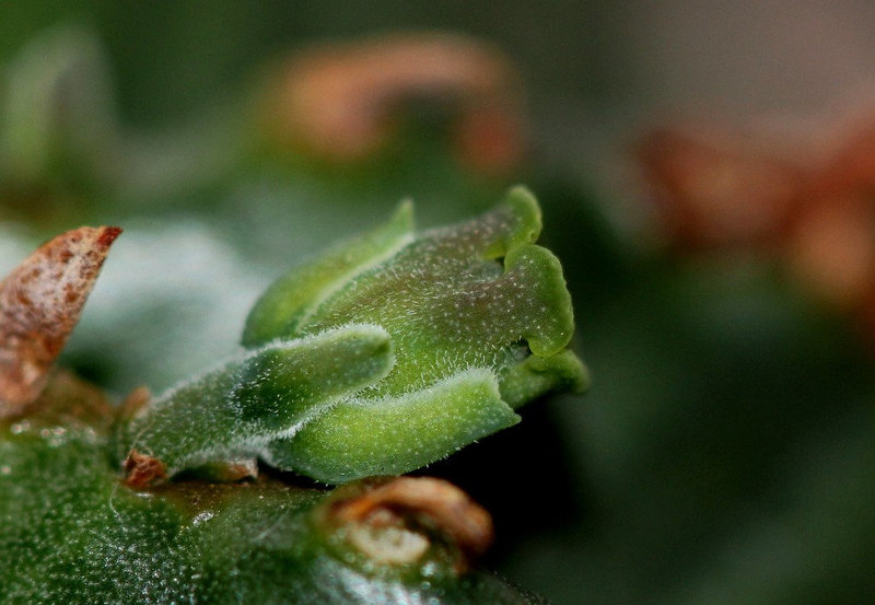 Euphorbia meloformis