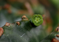 Euphorbia meloformis