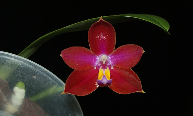 Phal. Crimson Cherub 'Chiayi'