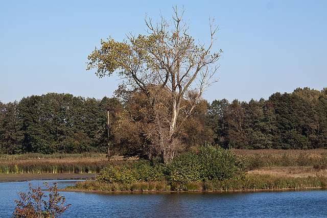 20111015 6565RAw [D-PB] Steinhorster Becken