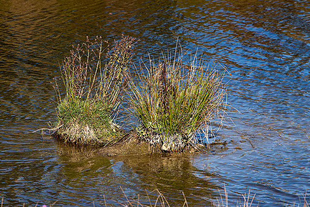 20111015 6564RAw [D-PB] Steinhorster Becken