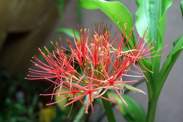 Scadoxus multiflorus (2)