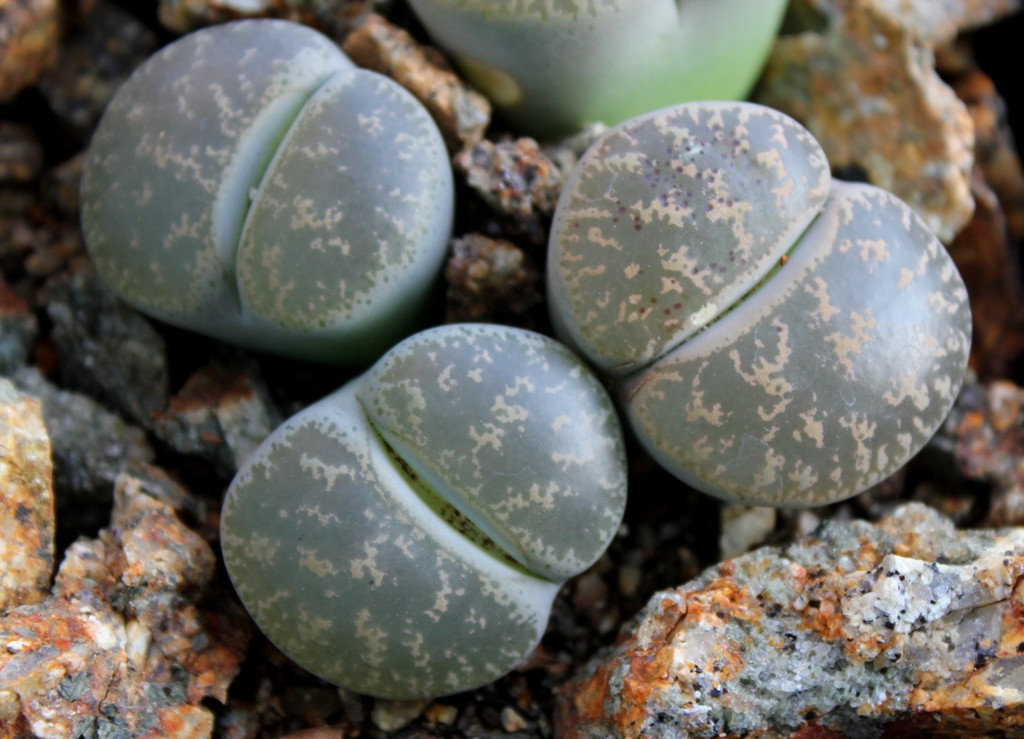 Lithops lesliei ssp lesliei lesliei-C 344