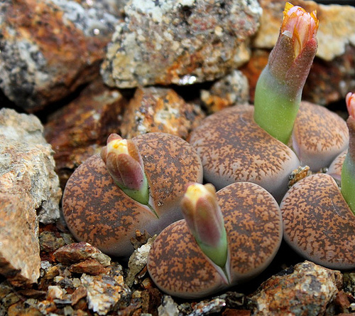 Lithops Lesliei hornii-C 364 (2)