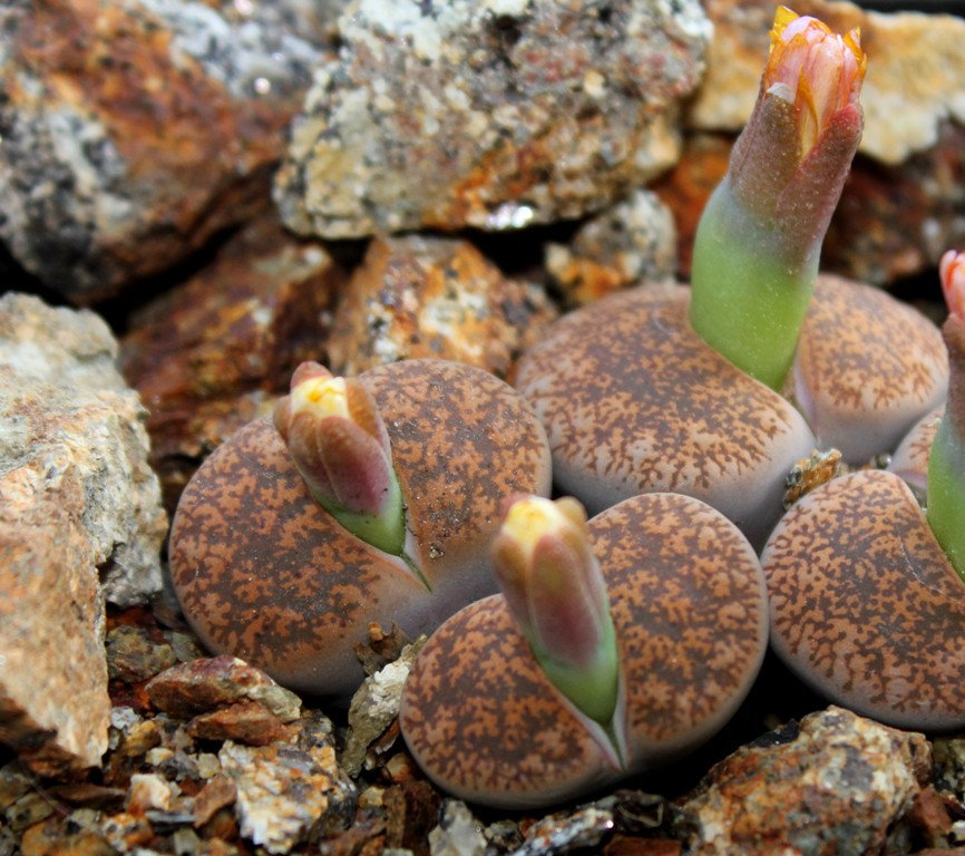 Lithops Lesliei hornii-C 364 (2)