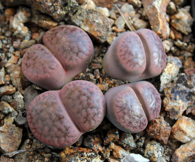 Lithops hookeri v. subfenestrata  brunneoviolacea-C 19