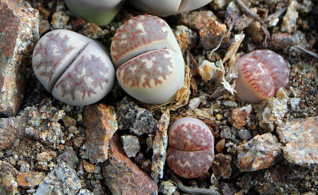 Lithops dorothea C 124