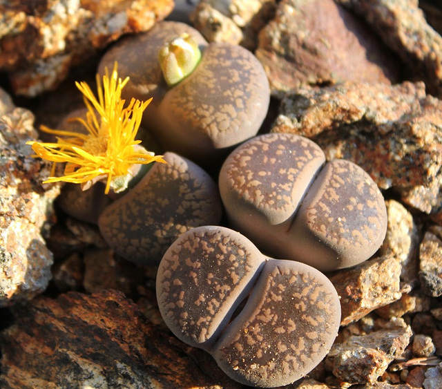 Lithops aucampiae aucampiae Kuruman form-C 325