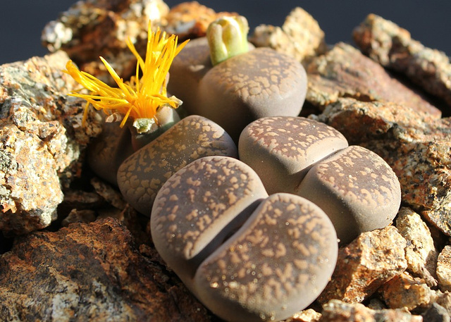 Lithops aucampiae aucampiae Kuruman form-C 325