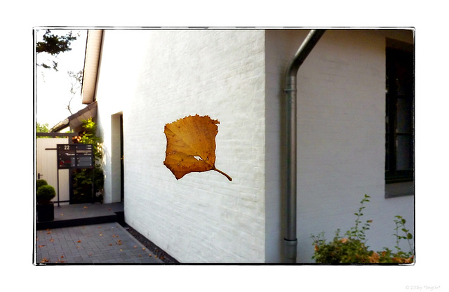 floating leaf